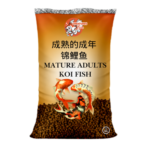 Mature Adults Koi Fish
